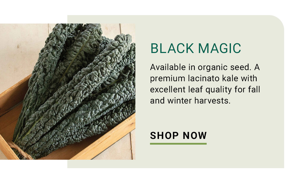 Black Magic - Shop Now