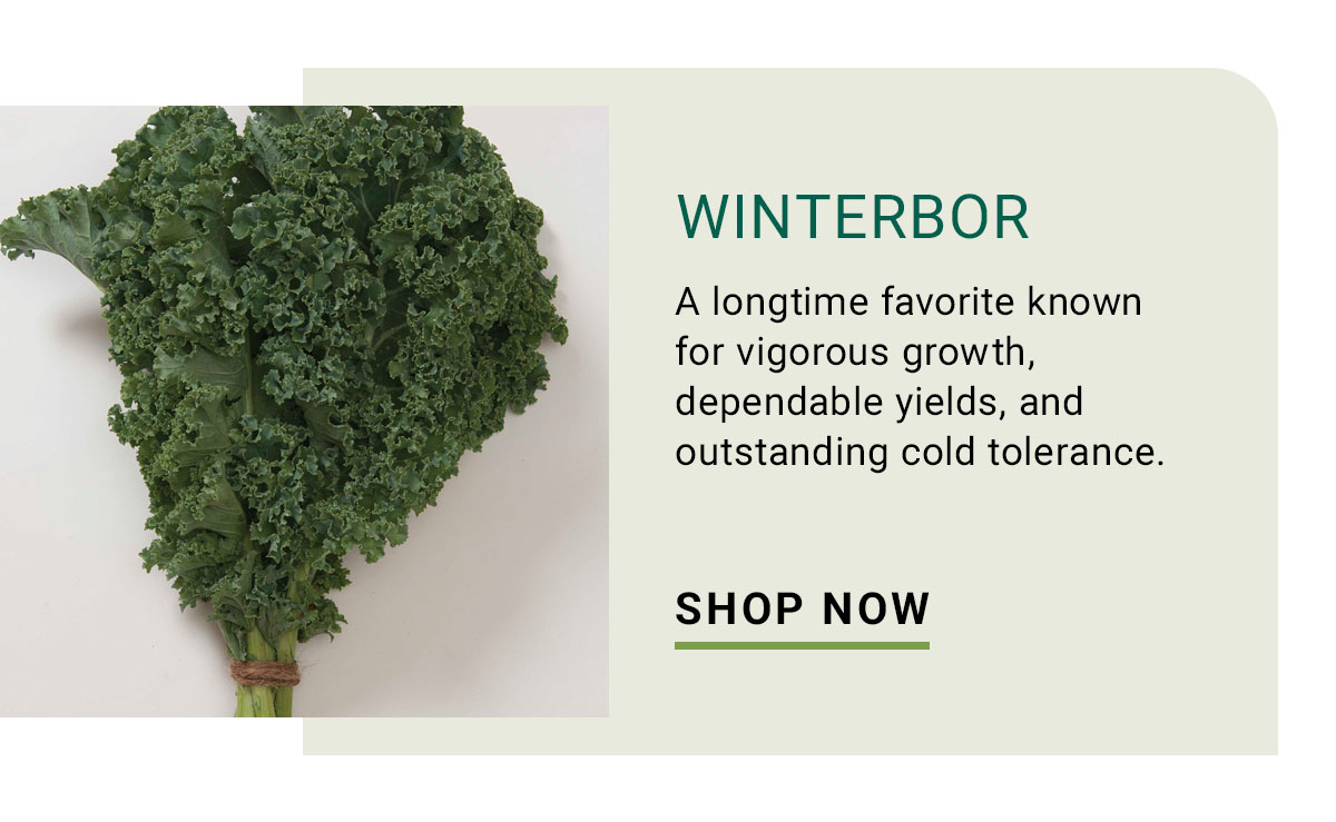 Winterbor - Shop Now