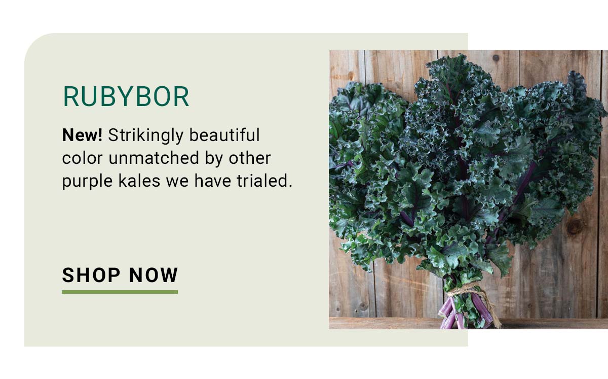 Rubybor - Shop Now