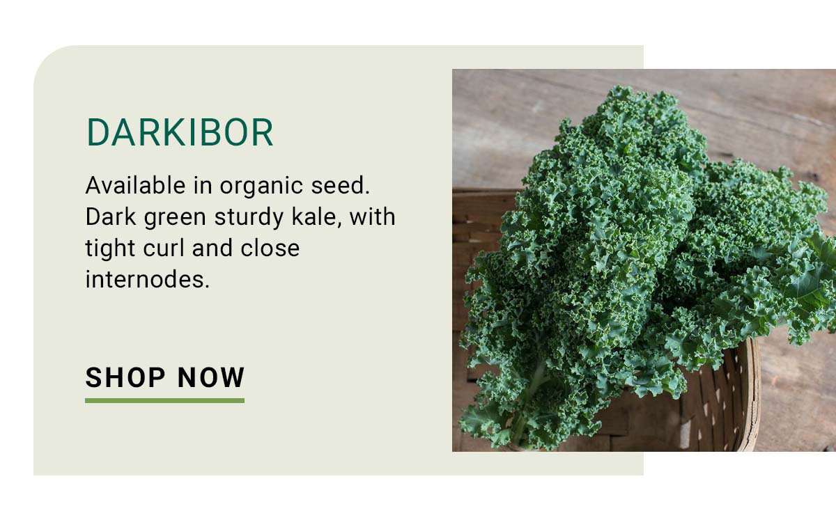 Darkibor - Shop Now