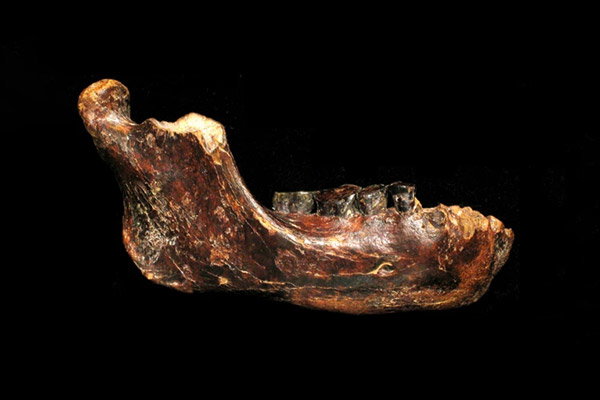Close-up photograph of a fossilized lower jawbone against a black background.