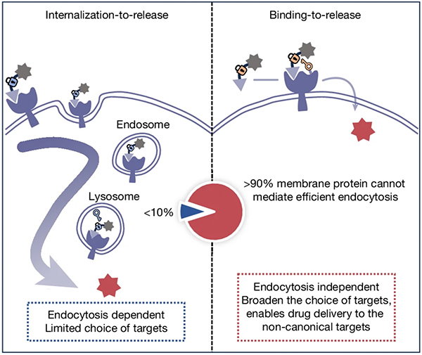 An infographic showing the old strategy for getting targeted drug conjugates into cancer cells (endocytosis) and a new strategy (binding to release).