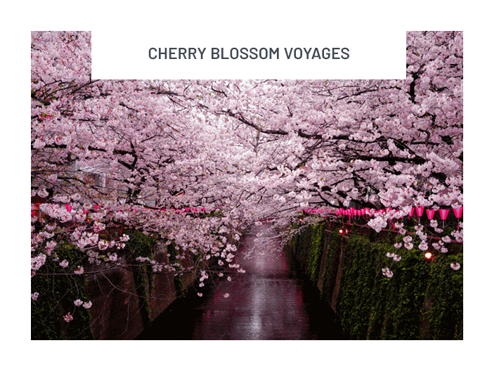 Cherry blossom voyages
