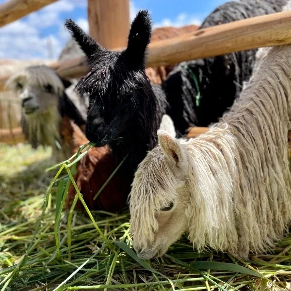 PERU SALE IS ON!