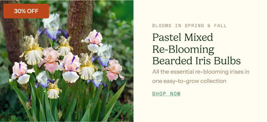 Re-Blooming Bearded Iris Bulbs - Pastel Mix