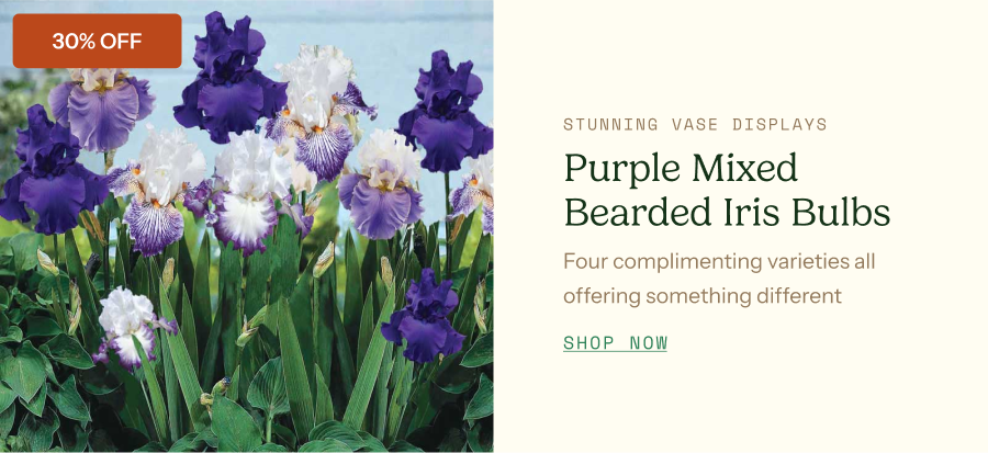 Bearded Iris Bulbs - Purple Mix