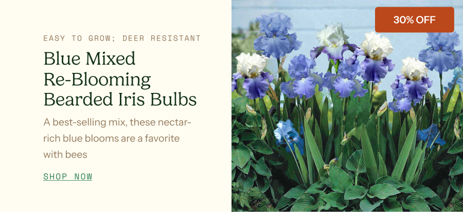 Re-Blooming Bearded Iris Bulbs - Blue Mix
