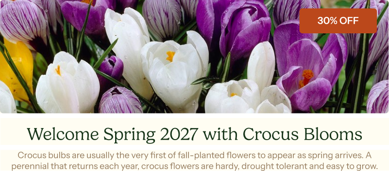 Welcome Spring 2027 with 30% Off Crocus Blooms