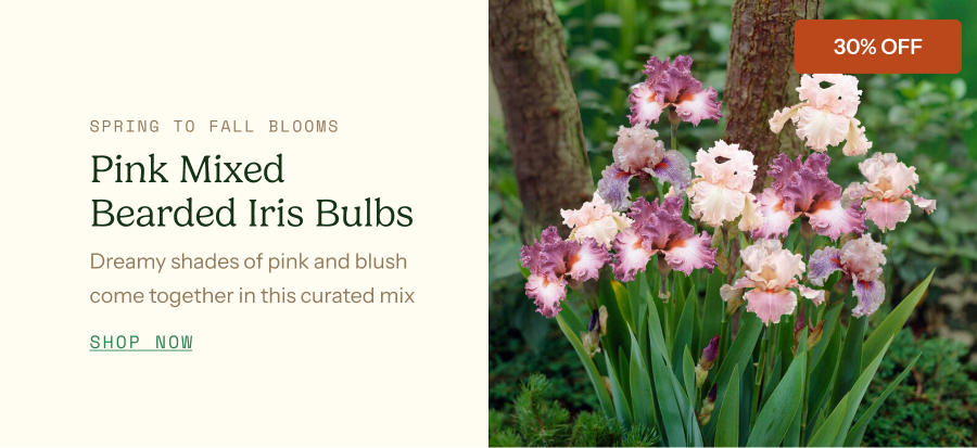 Bearded Iris Bulbs - Pink Mix