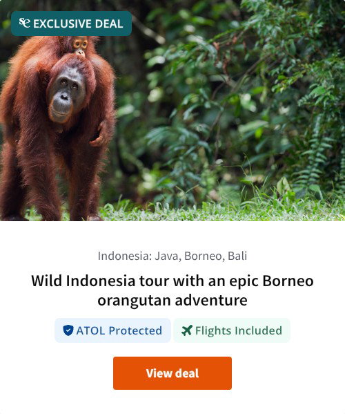 Wild Indonesia tour with an epic Borneo orangutan adventure