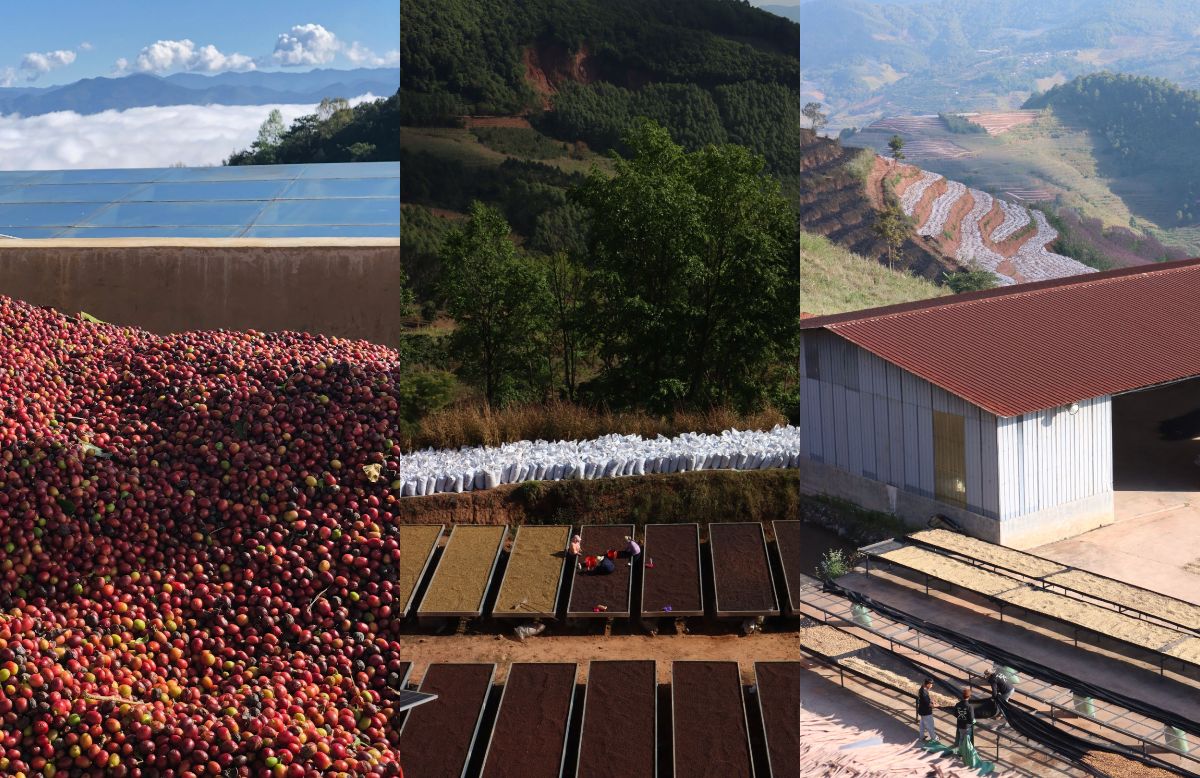 Tian Yu Coffee Estate banner