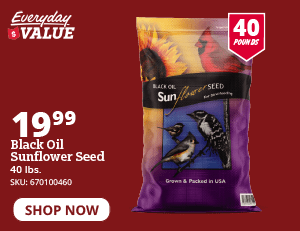 sunflower seeds