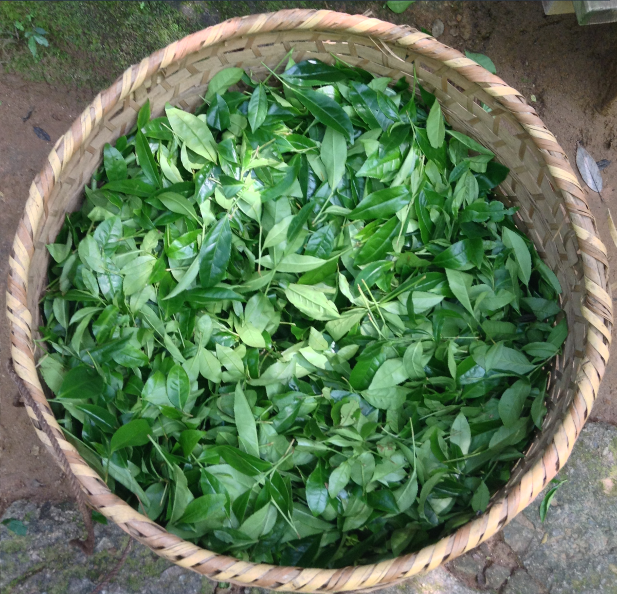 Wuyi Oolong Huang Guan Yin
