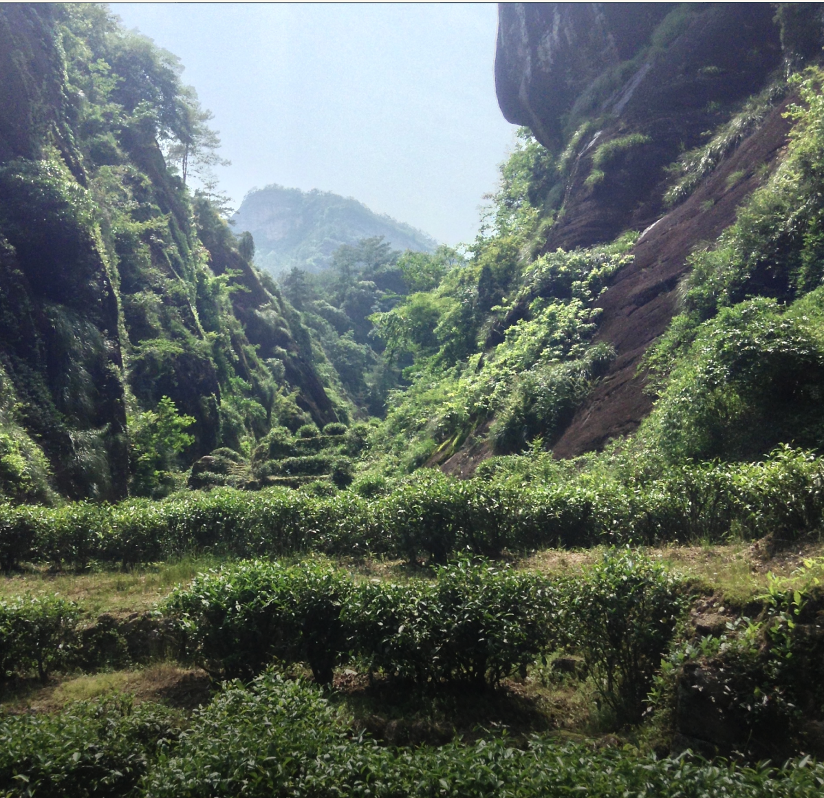 Wuyi Oolong Da Hong Pao