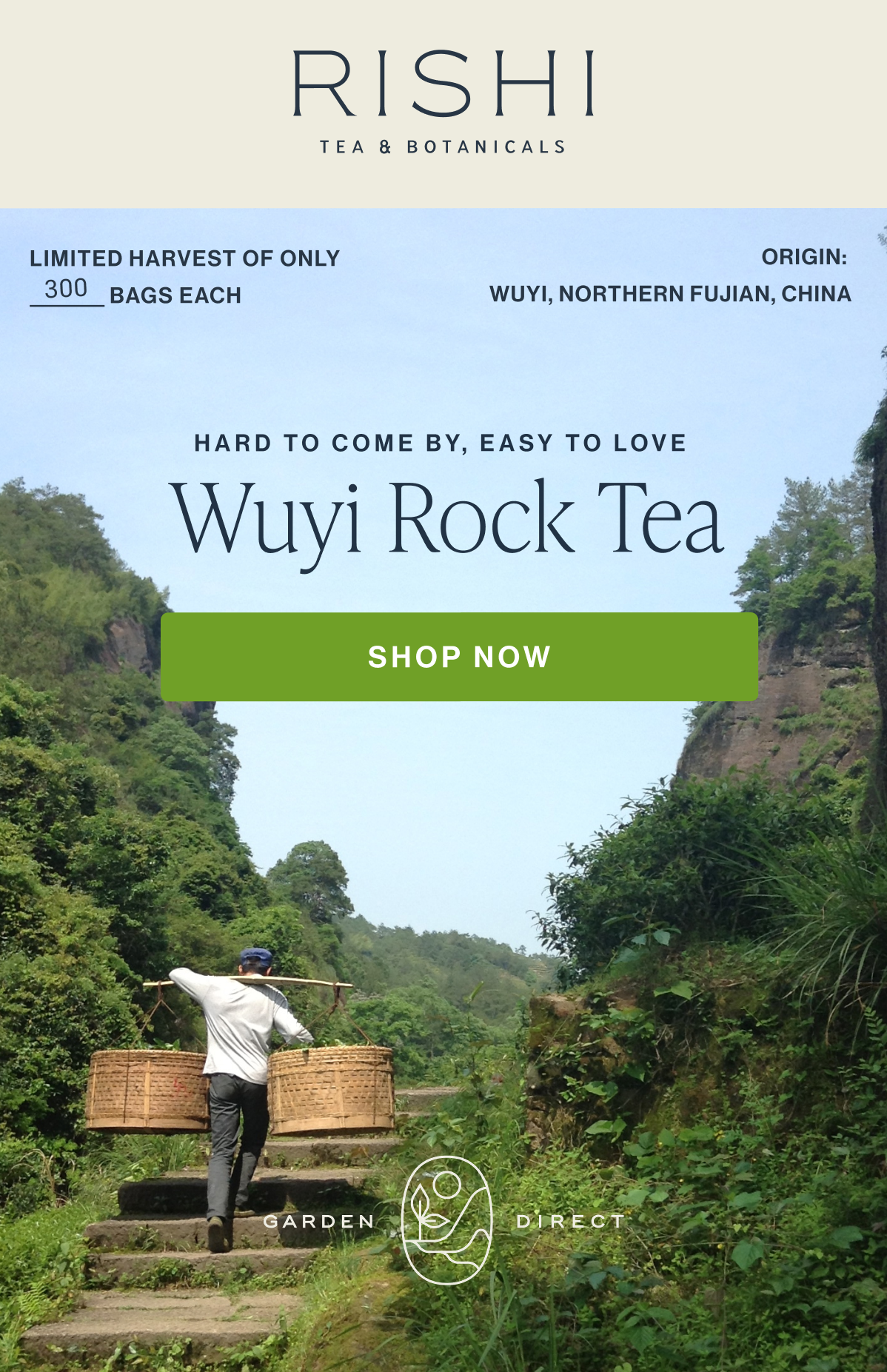 Wuyi Rock Tea