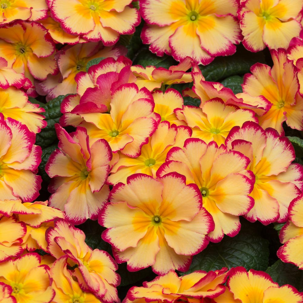Primrose 'Scentsation  Rhubarb and Custard'