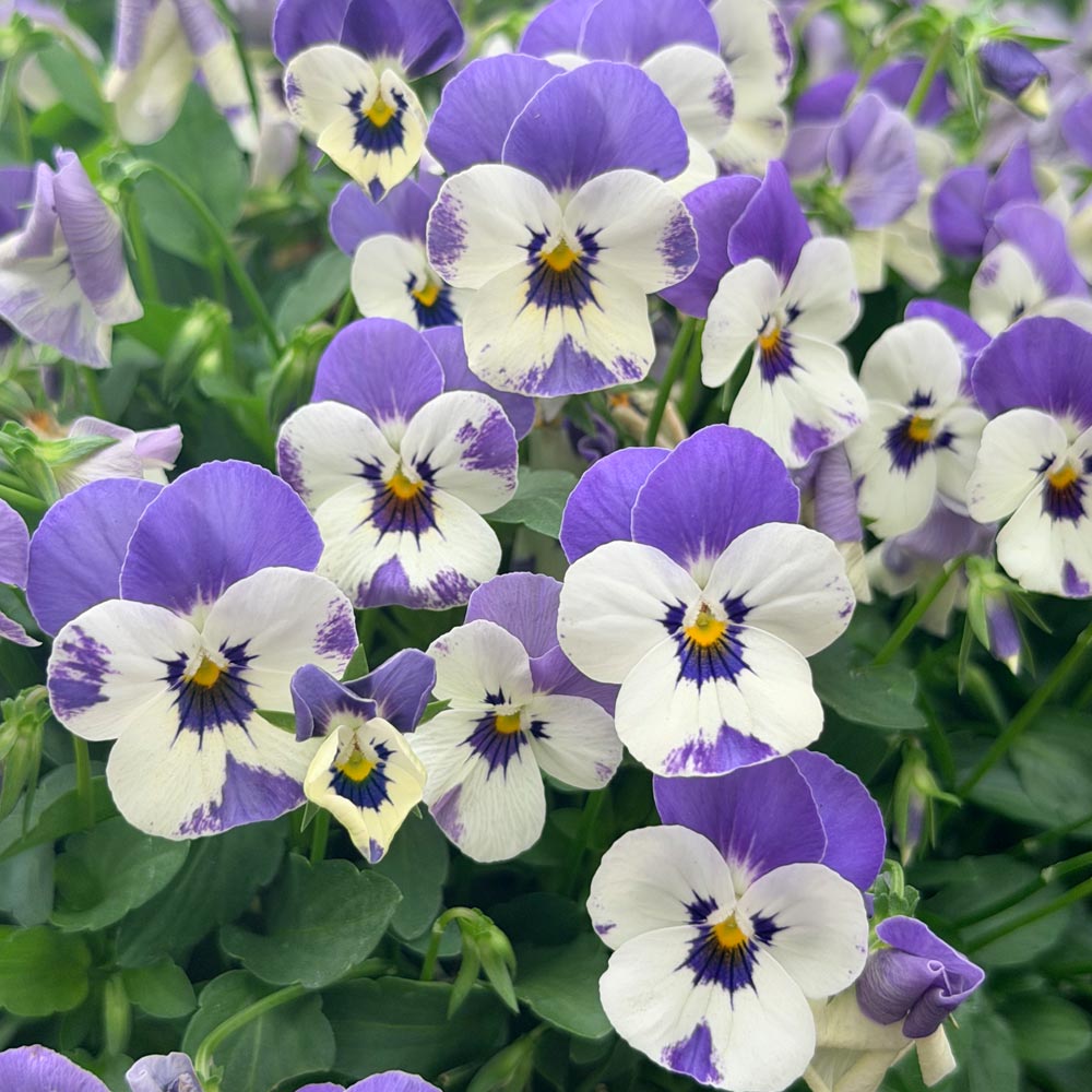 Viola  'Delft Blue'