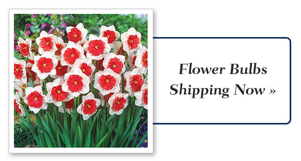 Flower Bulbs Shipping Now