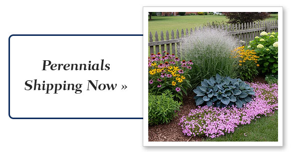 Perennials Shipping Now