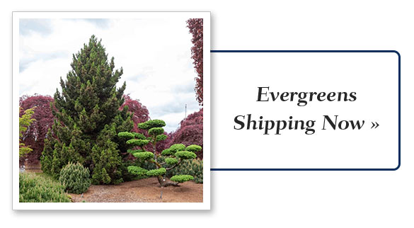 Evergreens