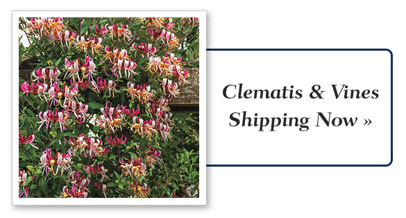 Clematis & Vines