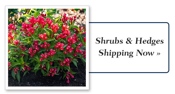 Shrubs & Hedges Shipping Now