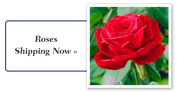 Flower Bulbs Shipping Now