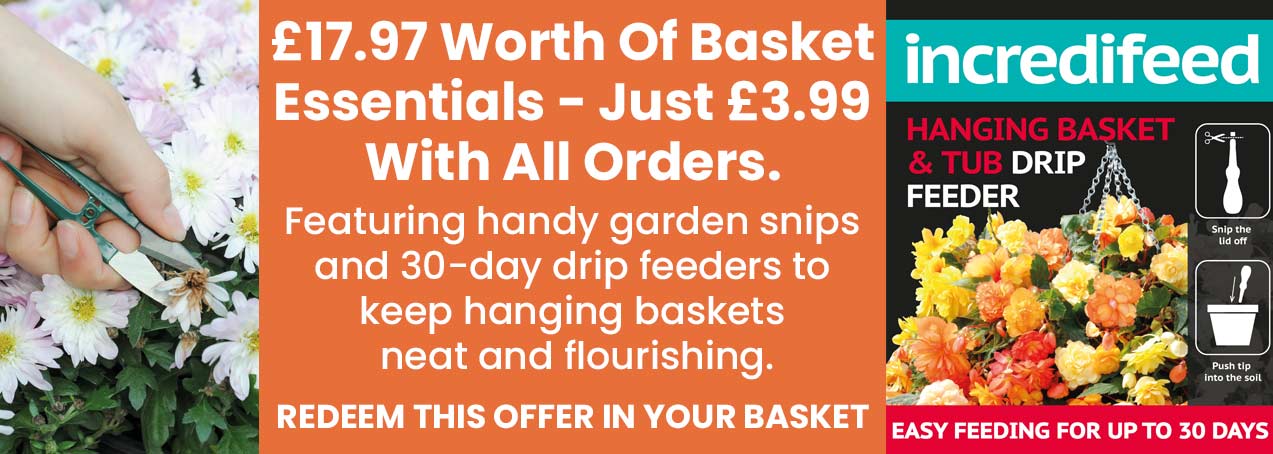 Basket Essentials