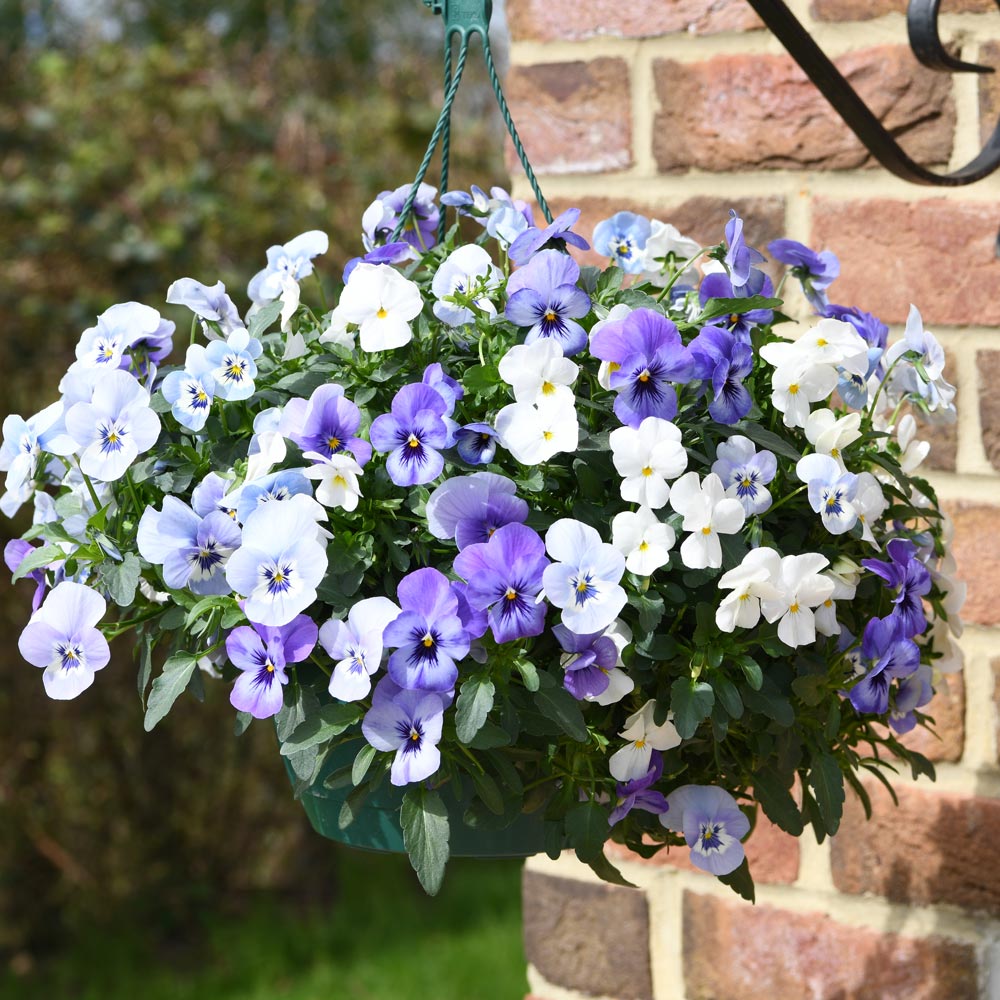 Viola 'Ocean Blues Collection'
