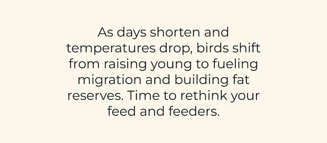 As days shorten and temperatures drop, birds shift from raising young to fueling migration and building fat reserves. Time to rethink your feed and feeders.