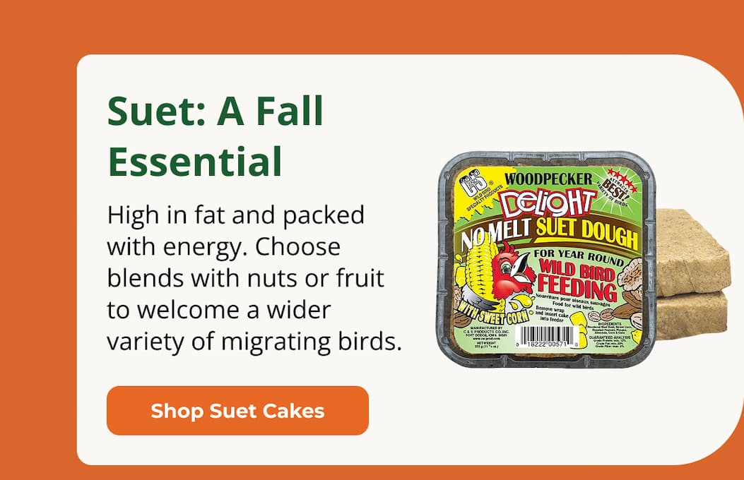 Suet: A Fall Essential