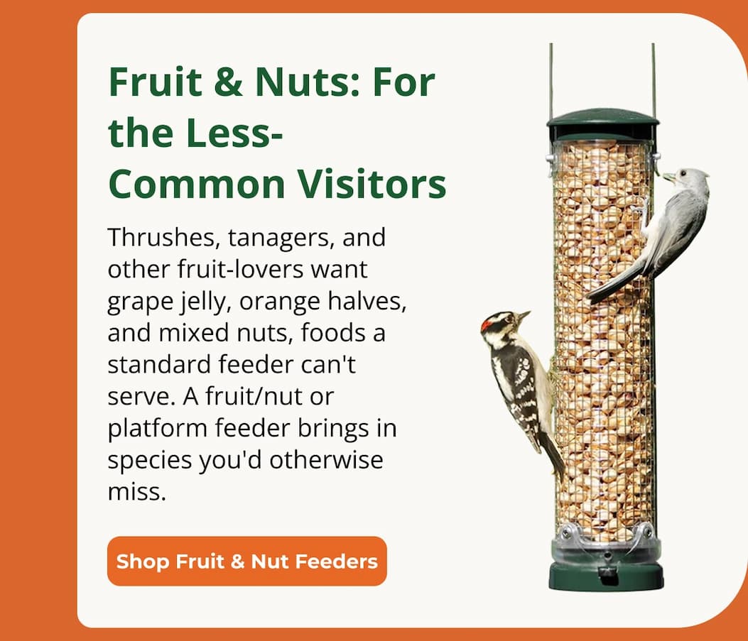 Fruit & Nuts: For the Less-Common Visitors