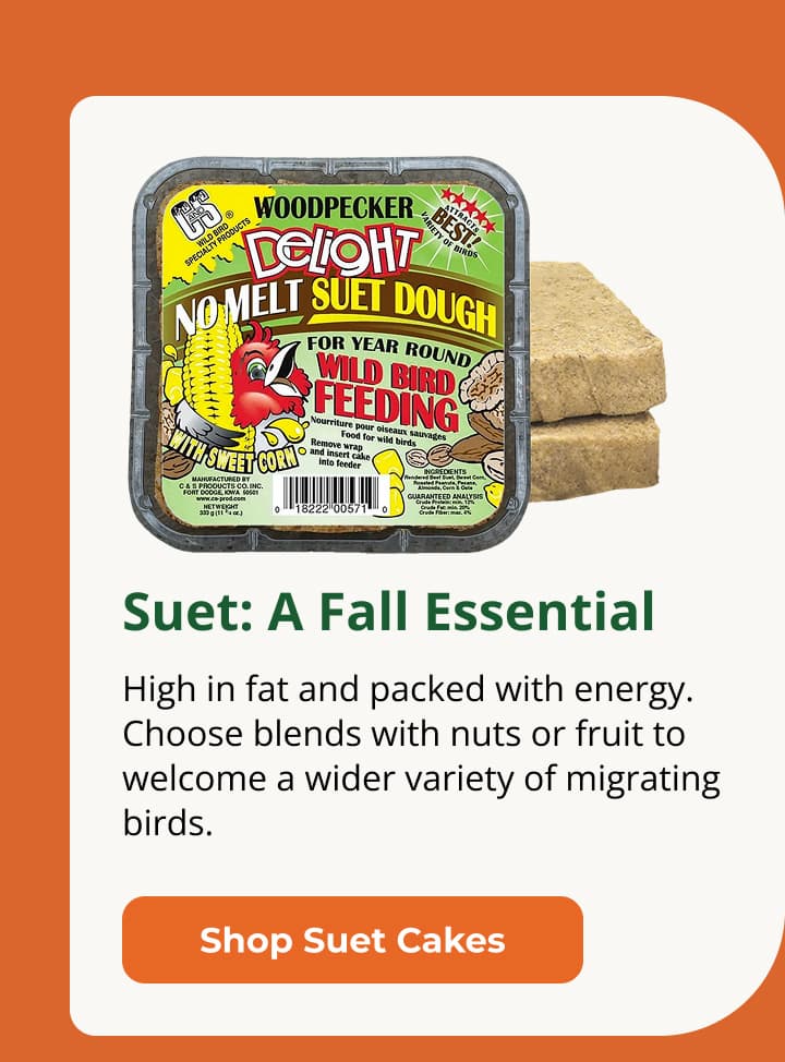 Suet: A Fall Essential High in fat, with no energy lost to digestion. Choose blends with nuts or fruit for a wider range of migrants.