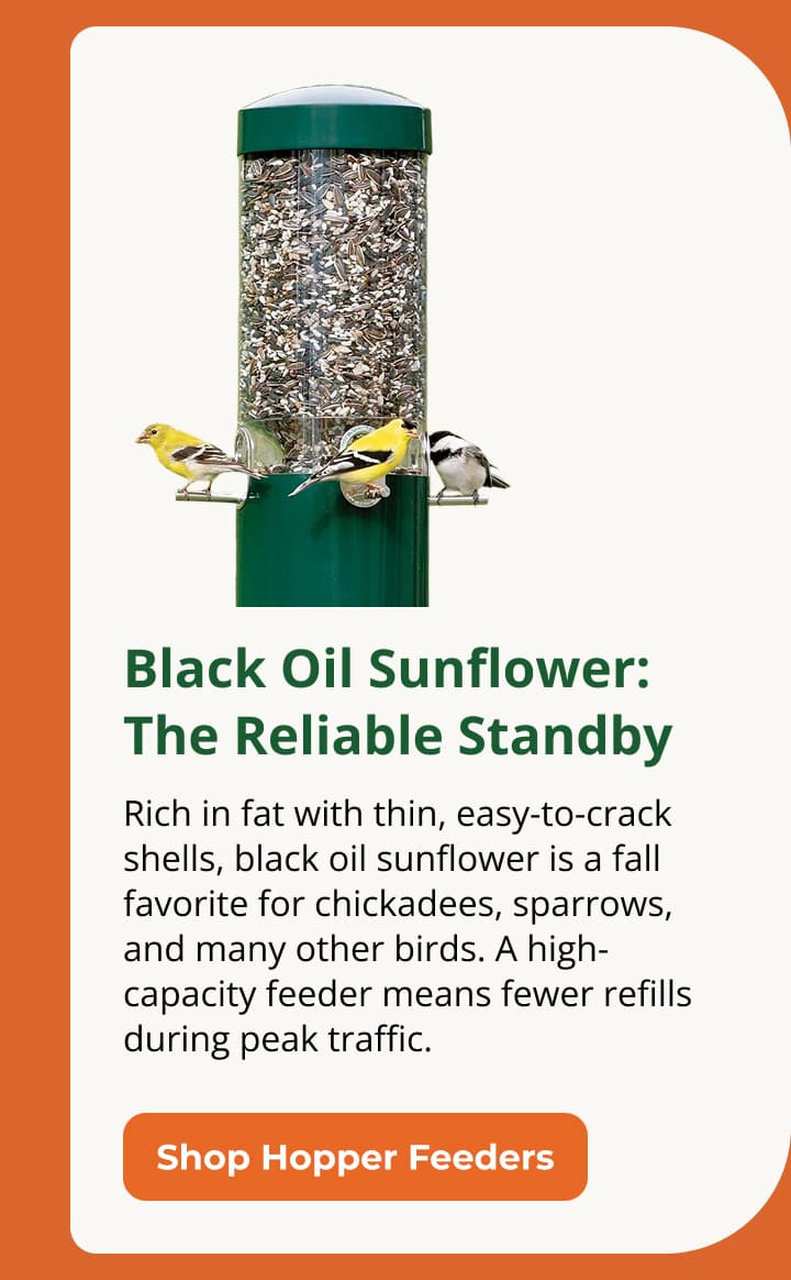 Black Oil Sunflower: The Reliable Standby Higher fat, thin easy-crack shell, top fall fuel from chickadees to sparrows. A high-capacity feeder means fewer refills during peak traffic.
