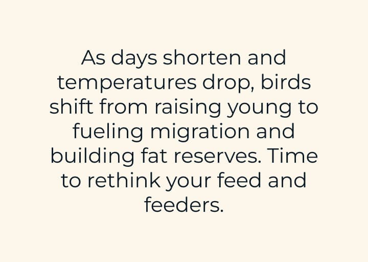 As days shorten and temperatures drop, birds shift from raising young to fueling migration and building fat reserves. Time to rethink your feed and feeders.