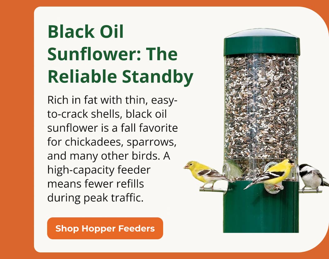 Black Oil Sunflower: The Reliable Standby