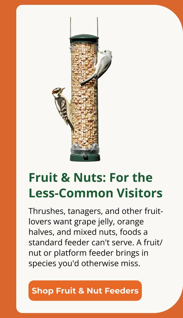 Fruit & Nuts: For the Less-Common Visitors Thrushes, tanagers, and other fruit-lovers want grape jelly, orange halves, and mixed nuts, foods a standard feeder can't serve. A fruit/nut or platform feeder brings in species you'd otherwise miss.