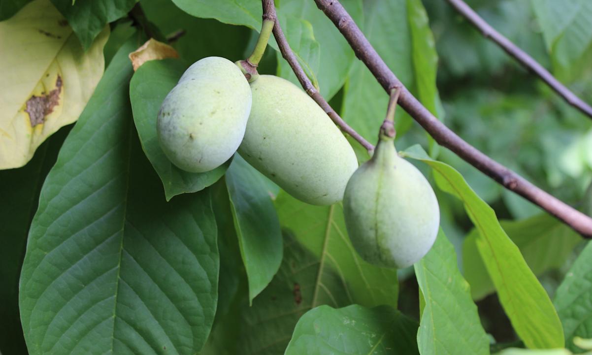 Pawpaw