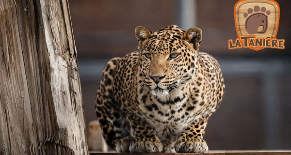 Entrées adulte et enfant au choix au Zoo Refuge La Tanière