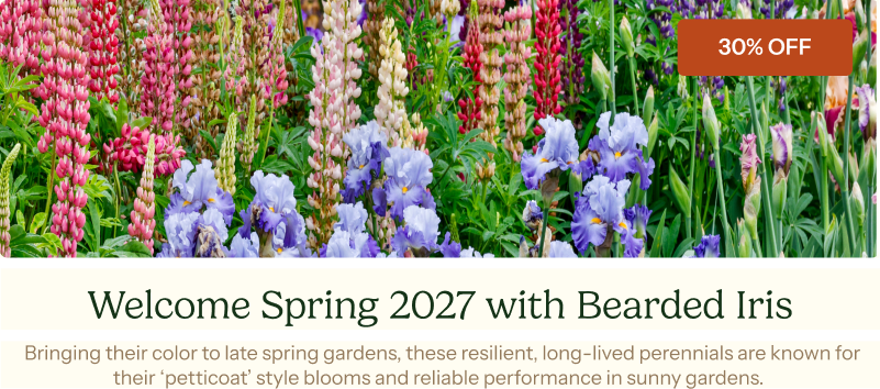Welcome Spring 2027 with 30% Off Bearded Iris