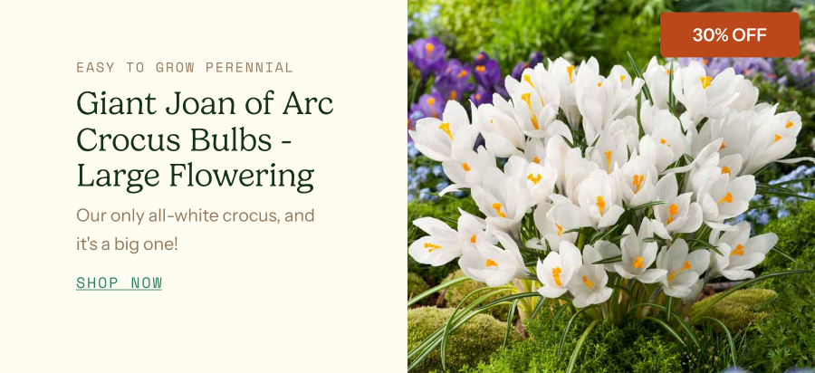 Crocus Bulbs (Large Flowering) - Giant Joan of Arc