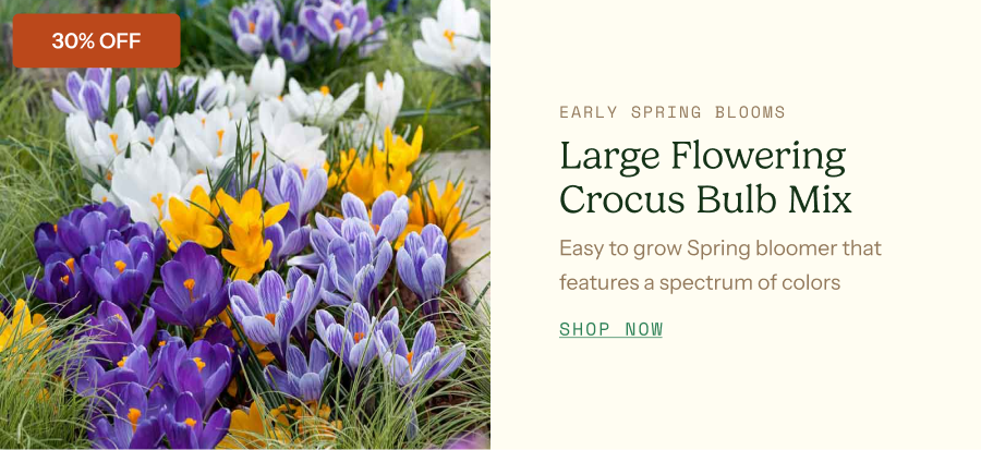 Crocus Bulbs - Large Flowering Mix