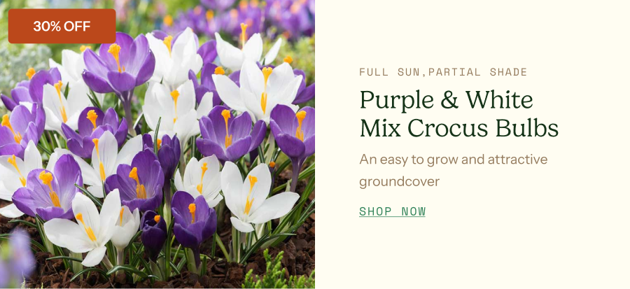 Crocus Bulbs - Purple & White Mix