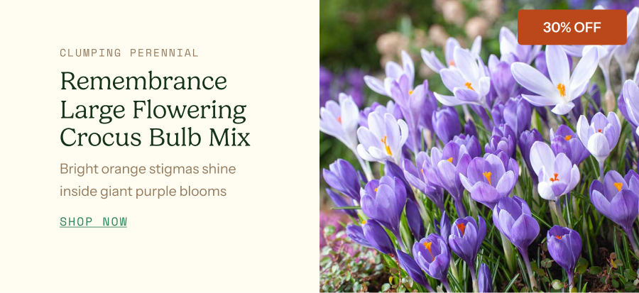 Crocus Bulbs (Large Flowering) - Remembrance