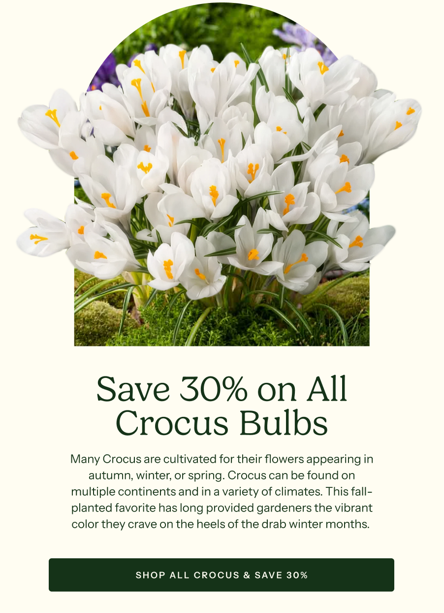 Save 30% on All Crocus Bulbs - Many Crocus are cultivated for their flowers appearing in autumn, winter, or spring. Crocus can be found on multiple continents and in a variety of climates. This fall-planted favorite has long provided gardeners the vibrant color they crave on the heels of the drab winter months.