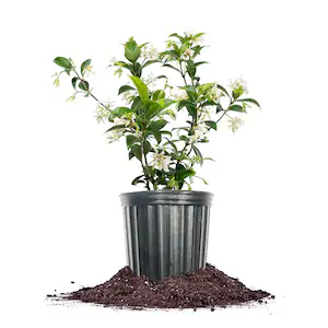 Up to 35% off Select Outdoor Plants