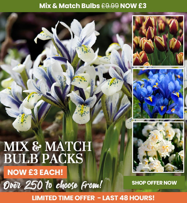 Mix & Match Bulb Packs