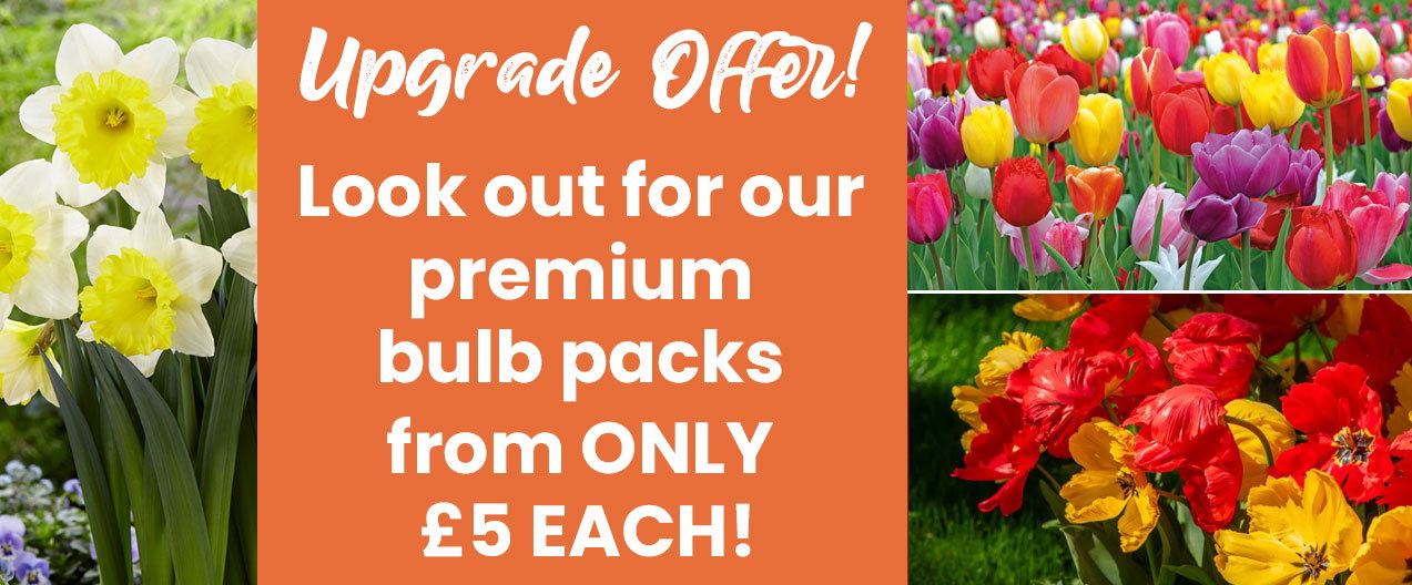 Premium Bulbs
