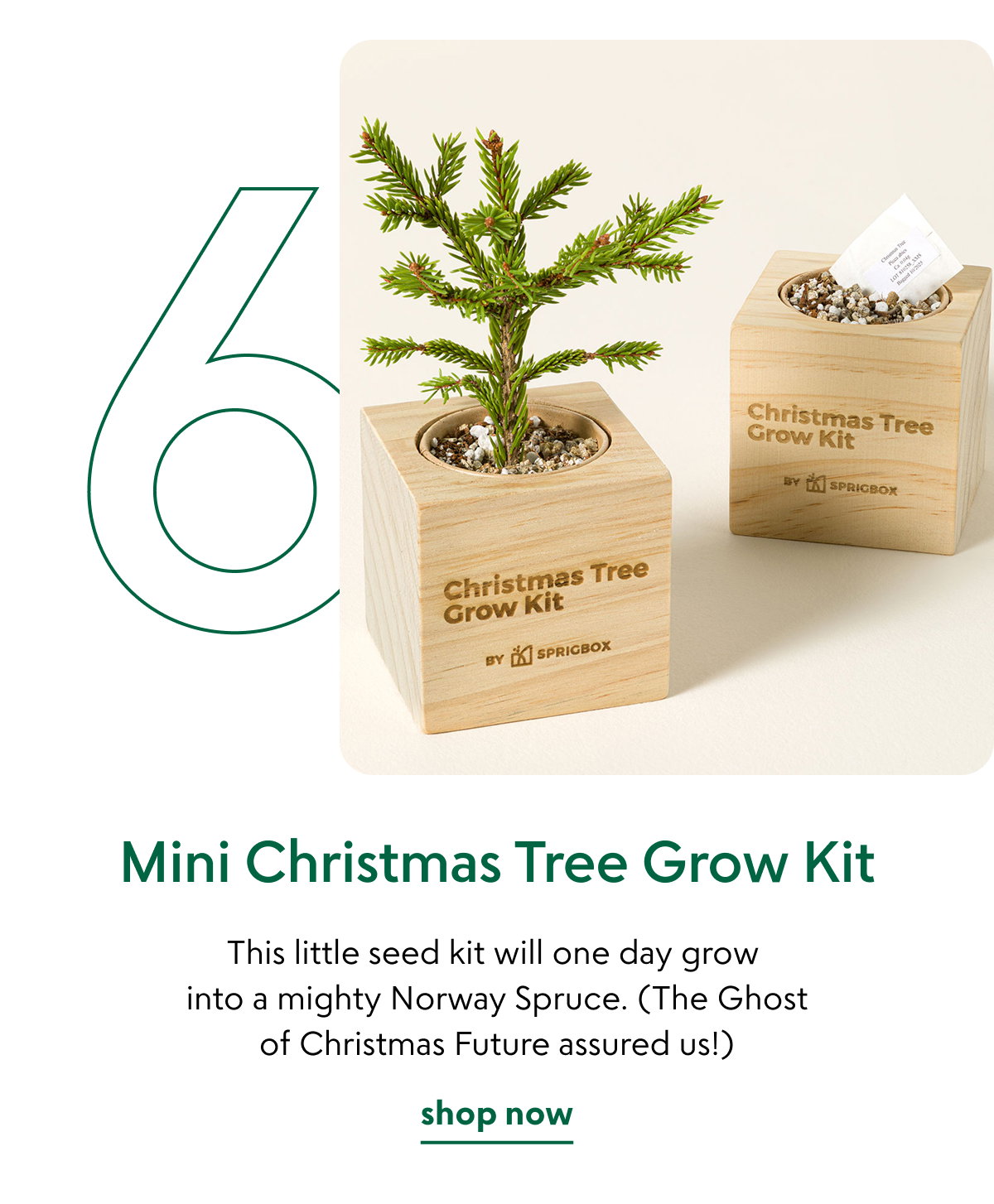 mini-christmas-tree-grow-kit