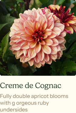 Dahlia Tubers (Decorative) - Creme de Cognac